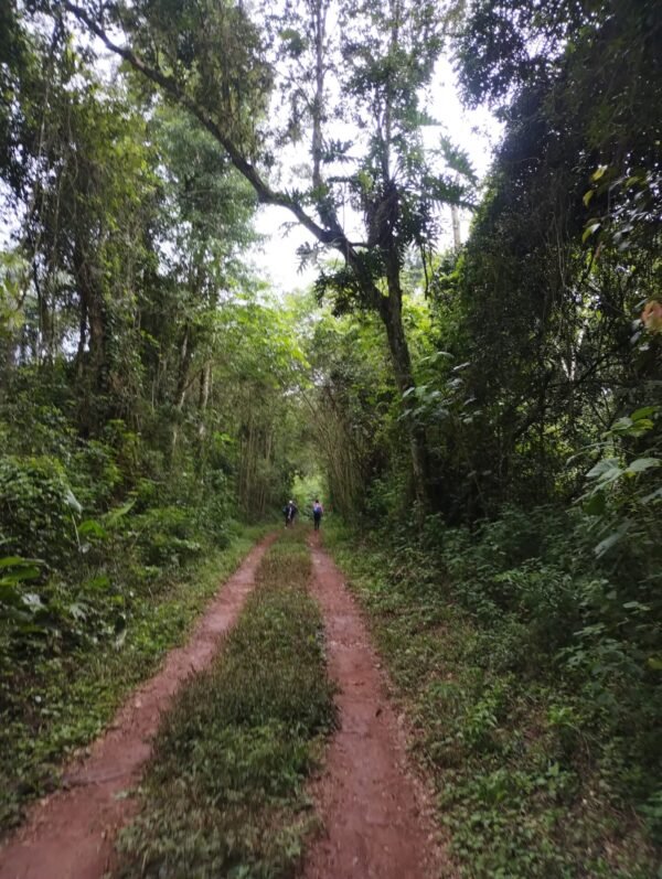 Saltos del Moconá: - Reserva de Biosfera Yabotí - Imagen 5