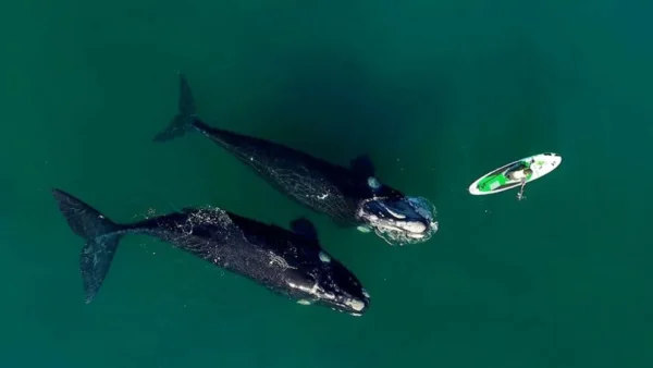 Puerto Madryn desde Posadas🐳🦭 - Imagen 5