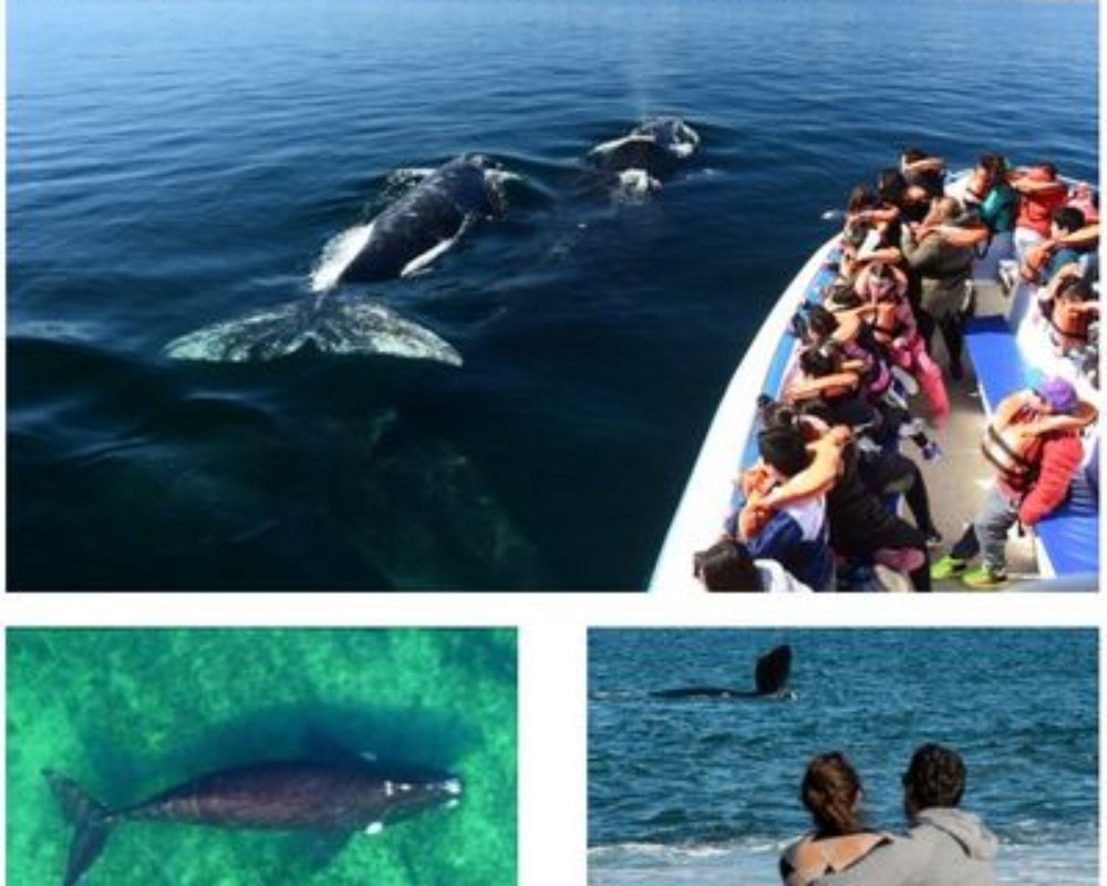 Comienza la temporada de ballenas en Puerto Madryn