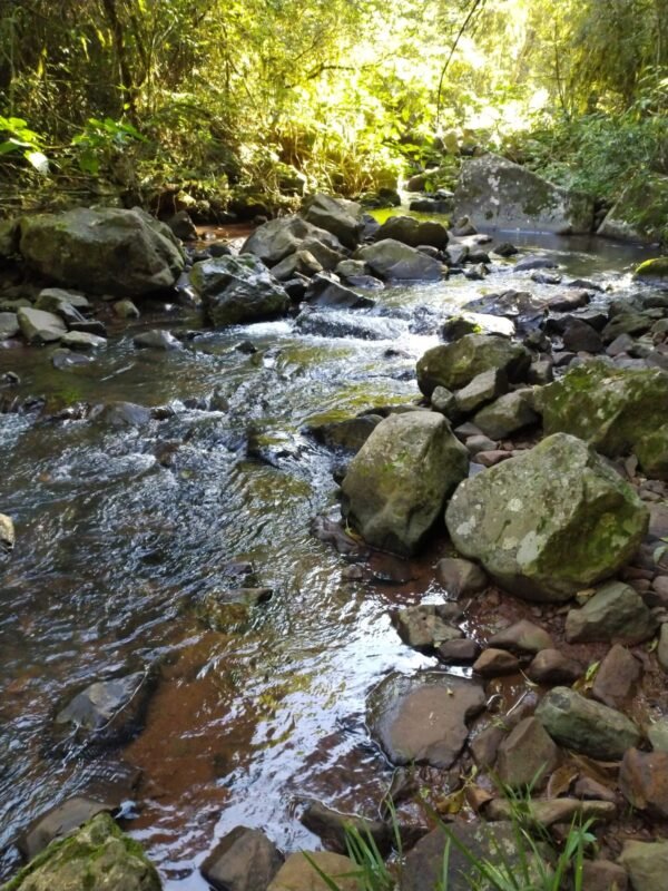 Inmersión de Selva|Trekking y cascadas con merienda – Julio 2025 - Imagen 6
