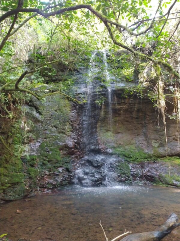 Inmersión de Selva|Trekking y cascadas con merienda – Julio 2025 - Imagen 9