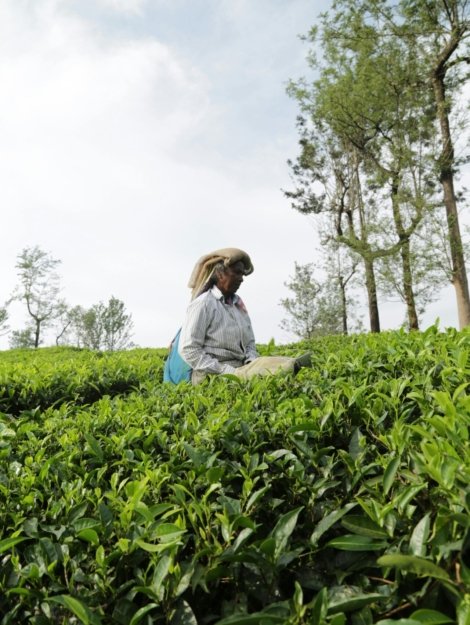 COSECHA DE TE PERSONALIZADO