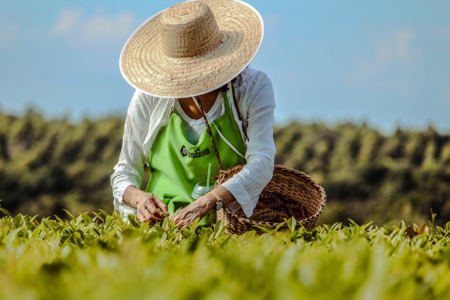 Experiencia del Té en Misiones: Cosecha, Elaboración y Degustación Guiada 1 Experiencia del Té en Misiones: Cosecha, Elaboración y Degustación Guiada