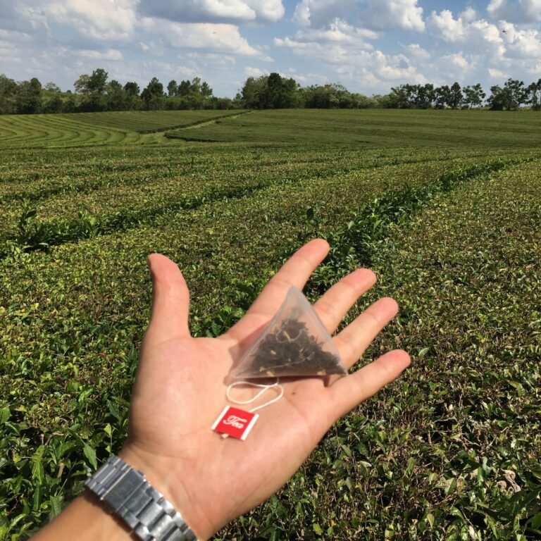 Experiencia del Té en Misiones: Cosecha, Elaboración y Degustación Guiada 4 Experiencia del Té en Misiones: Cosecha, Elaboración y Degustación Guiada - Imagen 4