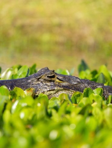 Portal-Cambyreta-yacare